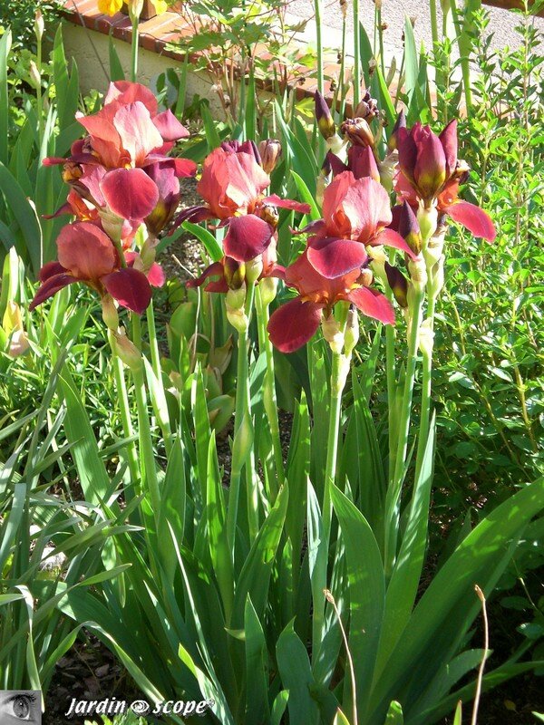 Iris Sultan palace