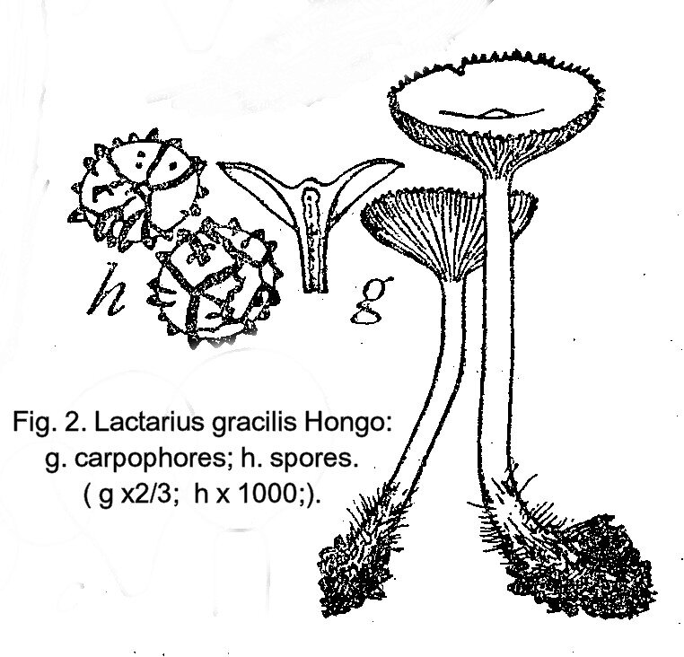 Fig 2 1957 Lact gracilis-01