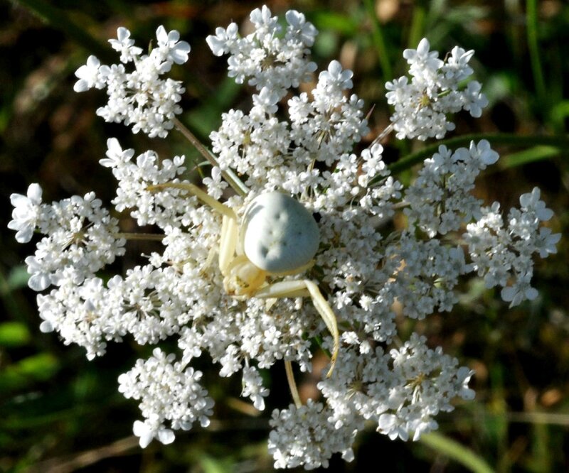 Misumena vatia - Aude - 8 août 2012 - 1bis