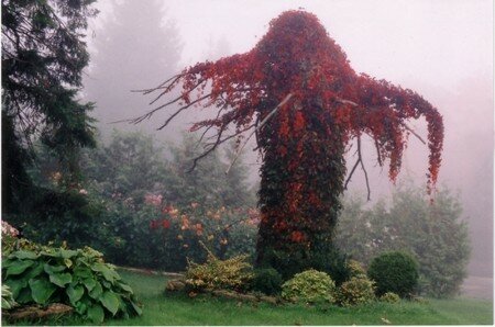 arbusteplante_verte_arbre_insolite_fantome_790036