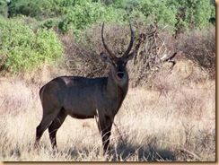 Samburu, réserve nationale (27)