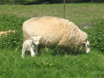 moutons7_006