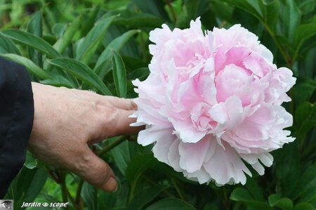 Jardin-François-0031
