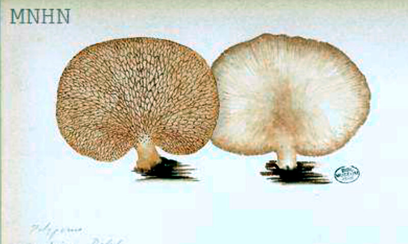 167 Polyporus arcularius mori 2