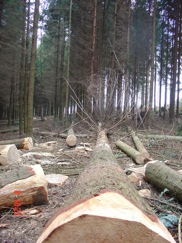2004-02-05,foret 040