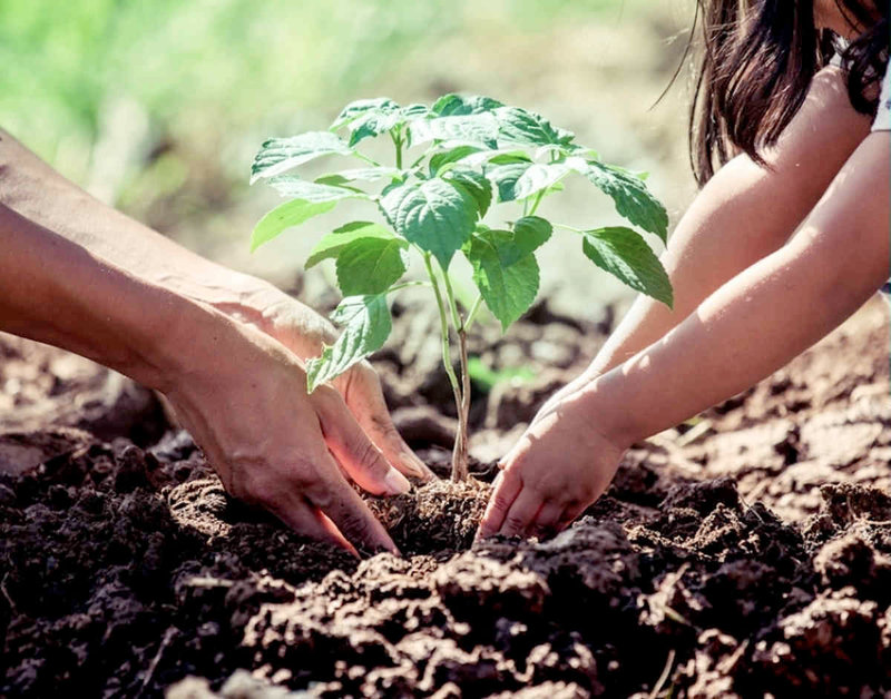 Offrir des arbres comme cadeau de naissance