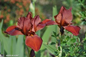 Iris-Sultan-Palace