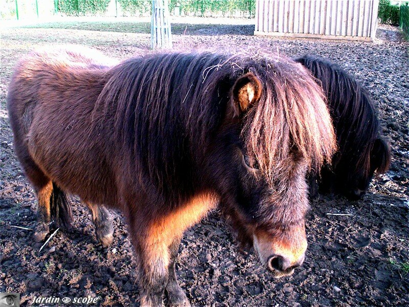 Pistache, le poney du Parc