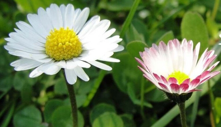 bellis-perennis Promesse de fleurs (2)