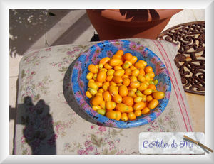 kumquats_004