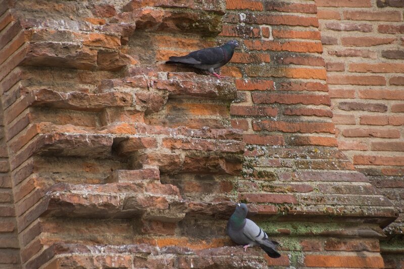 Pigeons sur un mur