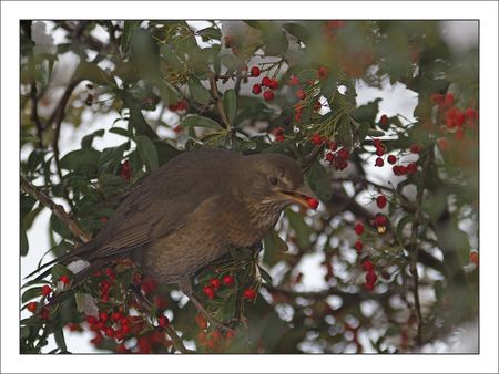 ville_lulu_merle_tient_baie_neige_181210