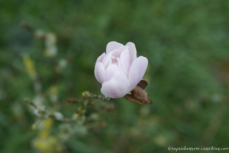 Printemps Magnolia