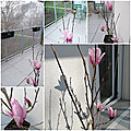 Petit <b>magnolia</b> deviendra (peut-être) grand