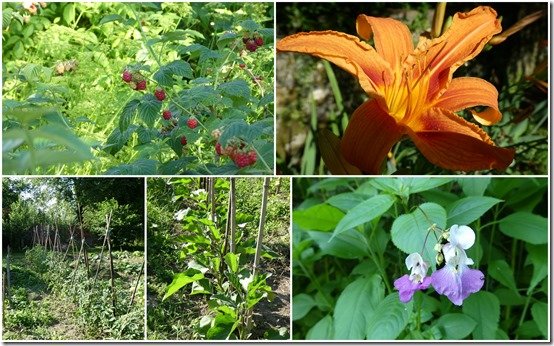 jardin 24 juin 20232