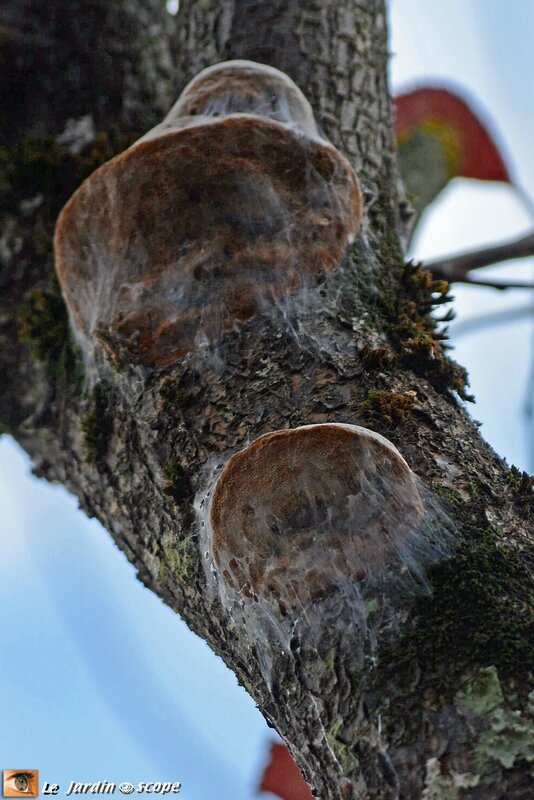 Phellin des arbres fruitiers • Phellinus tuberculosus