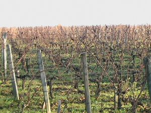 portes ouvertse pessac +léoville Barton+Malartic Lagravière 017