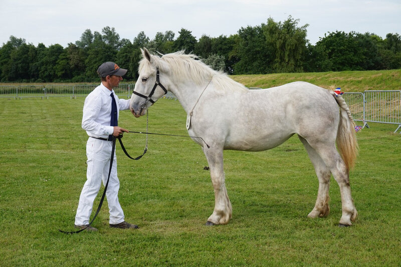 Hera de Gandspette - 16 Juin 2018 - Local de Bourbourg (59) - 1ere (1 an)