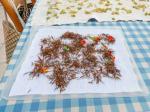 sechage_semences_Cosmos_Redcrest-300x225