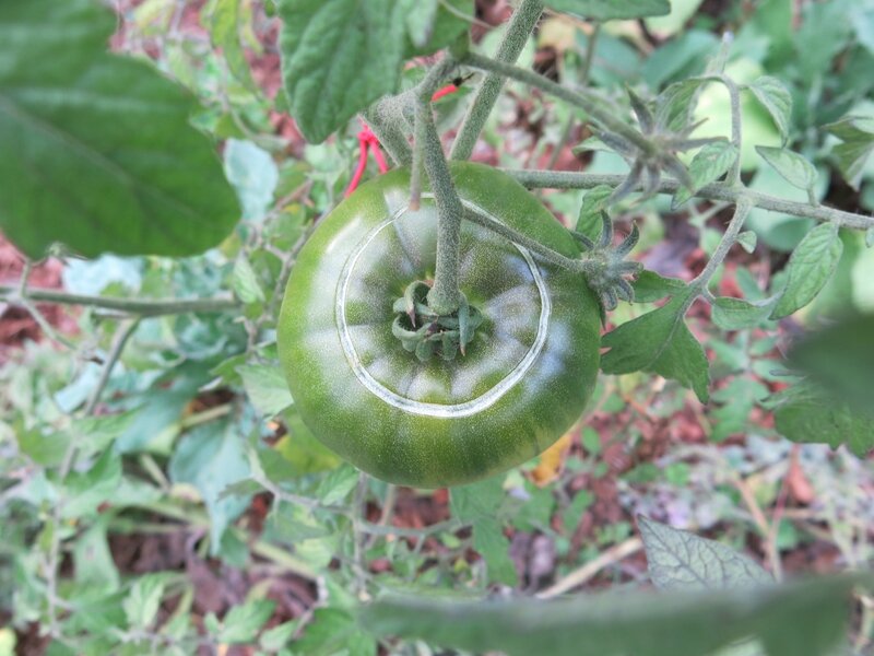 tomate ananas cicatrisée