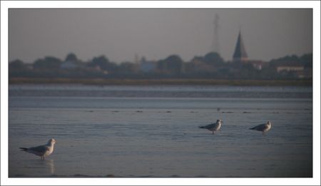 lunette_mouettes_eglise_091010