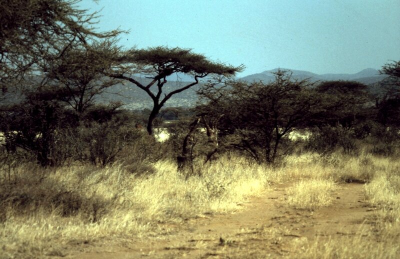 amboseli gazelle ff