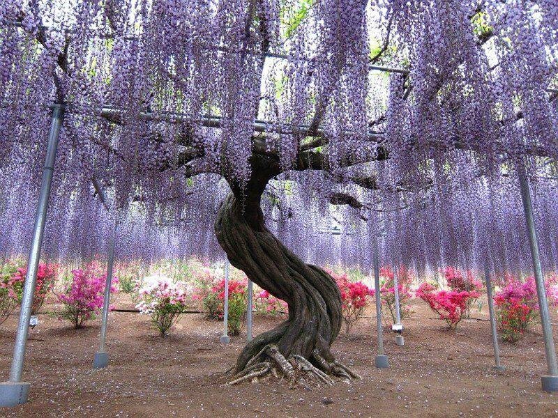 Whimsical-Wisteria-Gardens-and-Tunnel-in-Japan-5