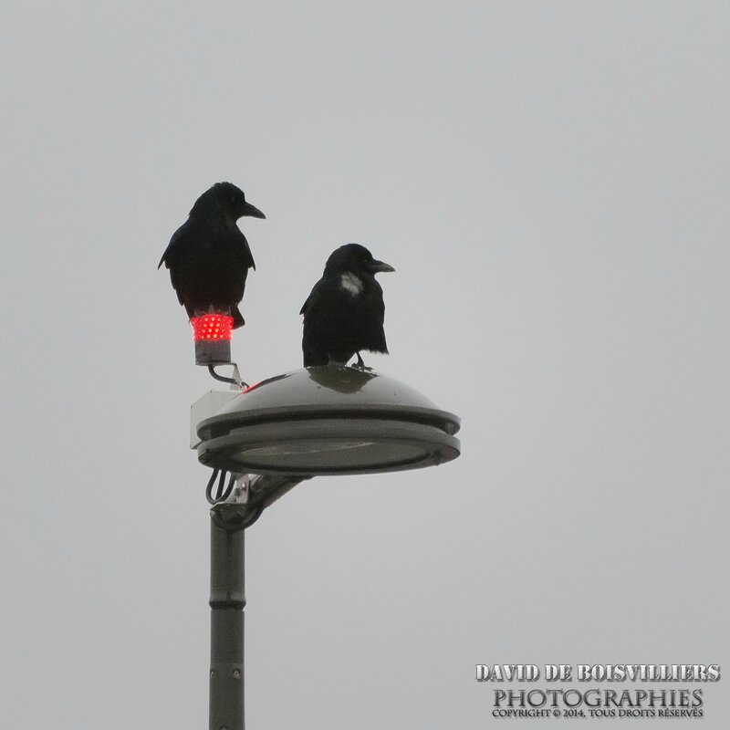 Corneille noire (Corvus corone - Carrion Crow) 