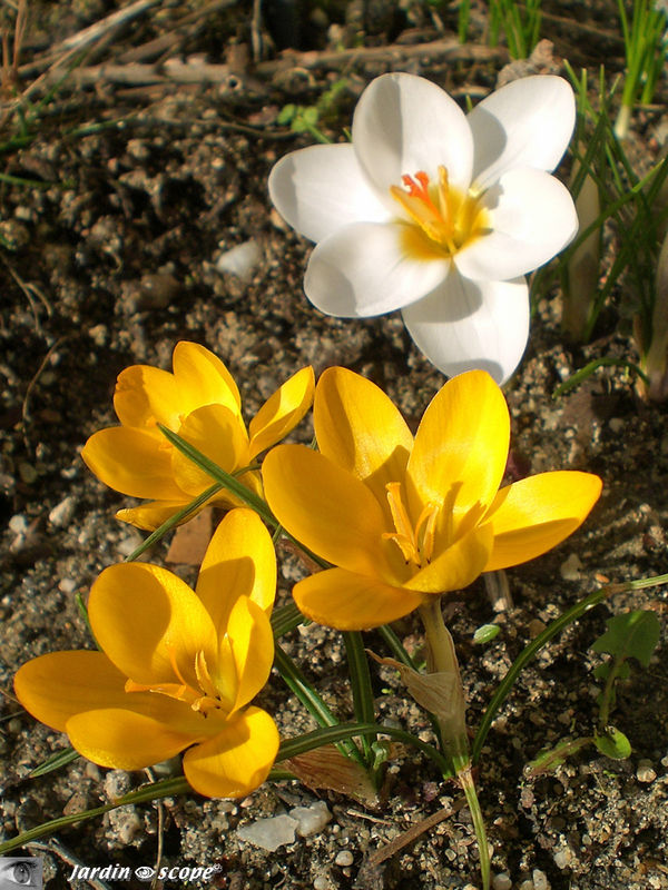 Crocus