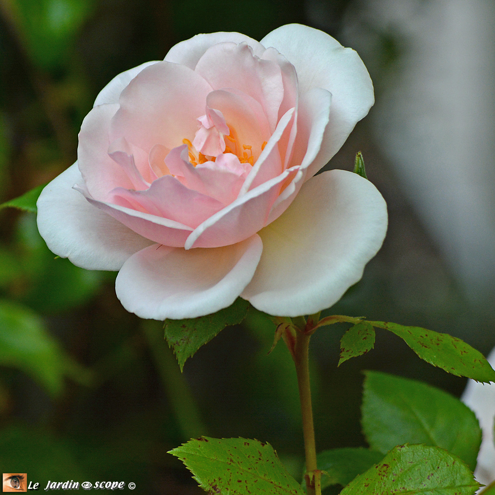 Rosa 'Jardin de Granville®'