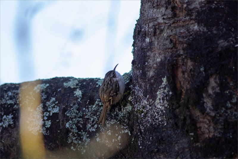 Oiseau grimpereau150122 ym 14