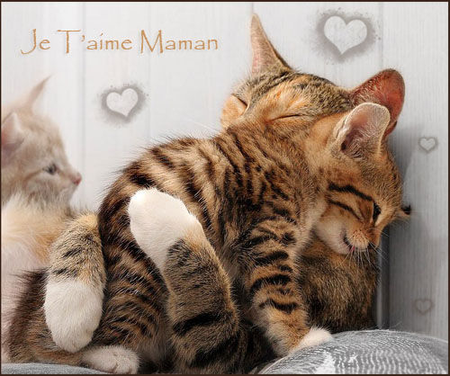 amour_chat_maman