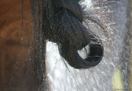 Equitation_12-05-12_3