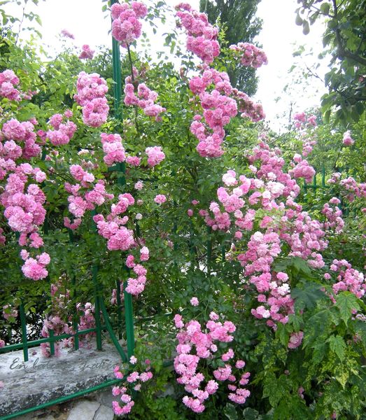 Monet jardin juillet 2013 67