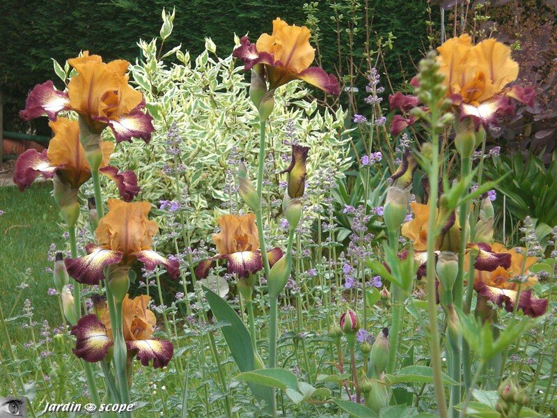 Iris Flamenco 