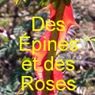 LE ROSARIUM DU JARDINOSCOPE