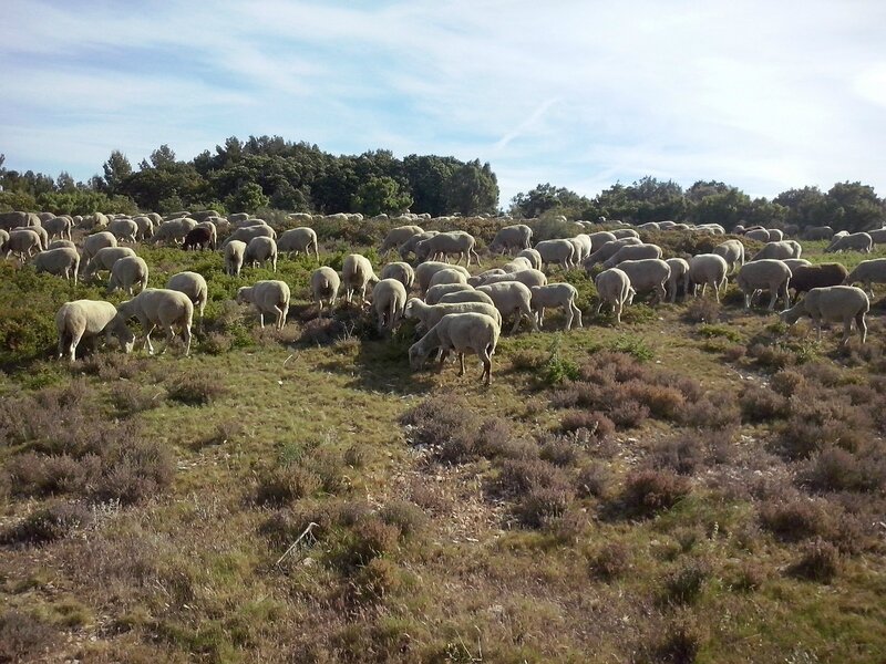 moutons (3)