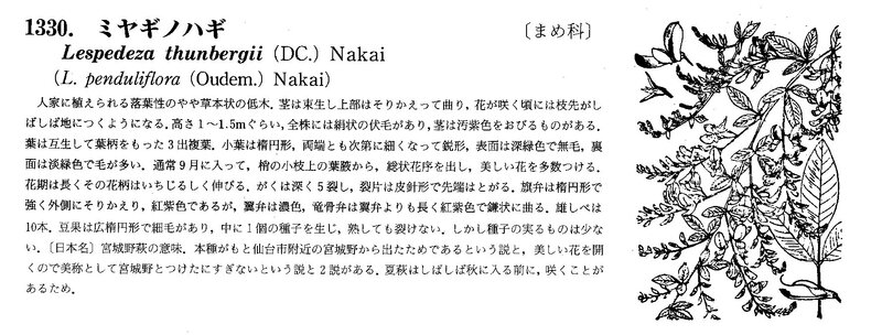 Miyagi no Hagi Lespedeza Makino_0001