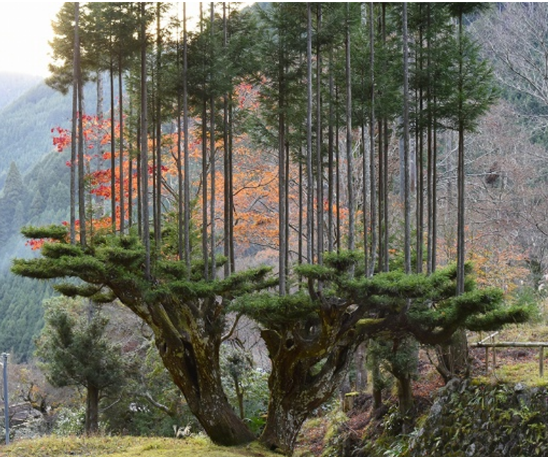 Screenshot_2021-02-16 Du bois sans couper l'arbre, une technique japonaise depuis le 13e siècle