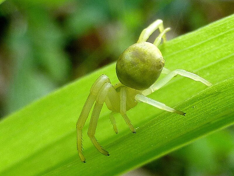 araignée crabe en vert