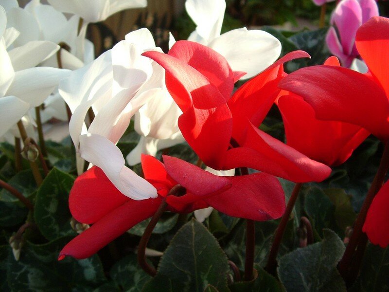 cyclamen 04