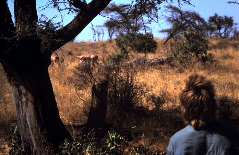 amboseli william