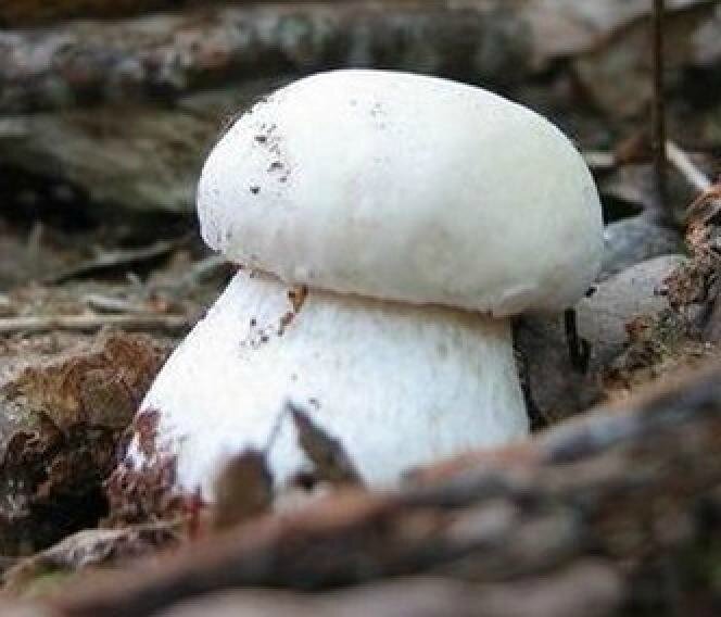 Boletus personnii 1