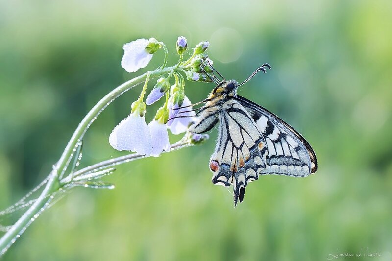 w_Machaon net net_20170329_6882b