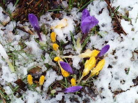 crocus_et_neige_010