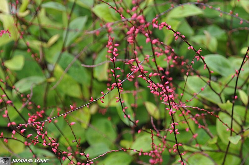 Polygonum-filiforme-fleurs