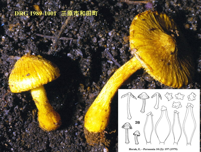 Inocybe_cf_lutea_1989_Horak