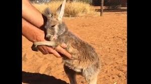 Résultat de recherche d'images pour "bébé kangourou"