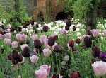 Visuel_Tulip_Garden