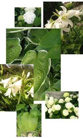 jardin_blanc_et_vert
